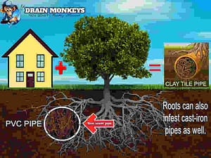 How To Fix Clogged Drains with roots inside a sewer pipe