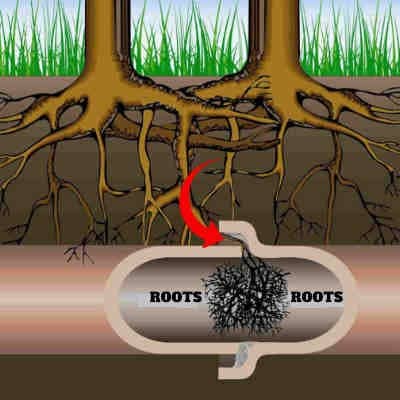 drain cleaning your plumbing for a clogged sewer with roots inside the drain pipe