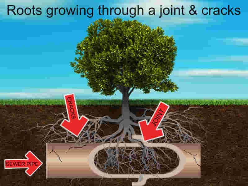 Drain Cleaning Kalamazoo County Drain Cleaning 8 kalamazoo county drain cleaning service for a clogged sewer pipe full of roots